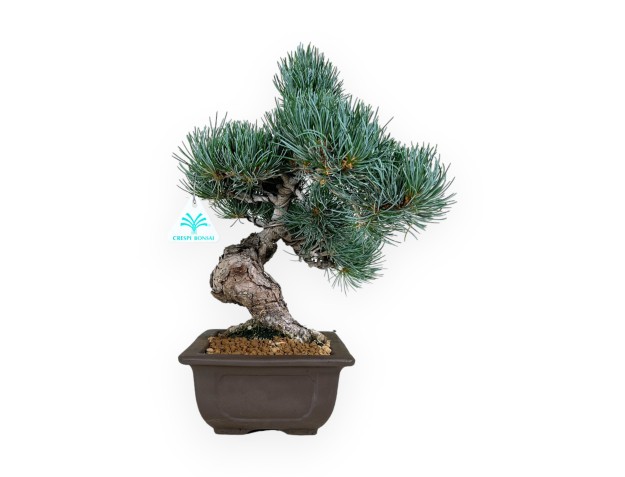 Pinus pentaphylla - Pino - 37 cm 2