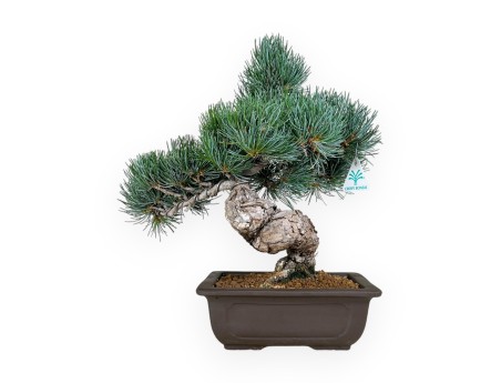 Pinus pentaphylla blue - Pin à cinq aiguilles - 37 cm