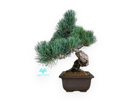 Pinus pentaphylla blue - Pine five needles - 37 cm