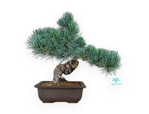 Pinus pentaphylla blue - Pin à cinq aiguilles - 37 cm