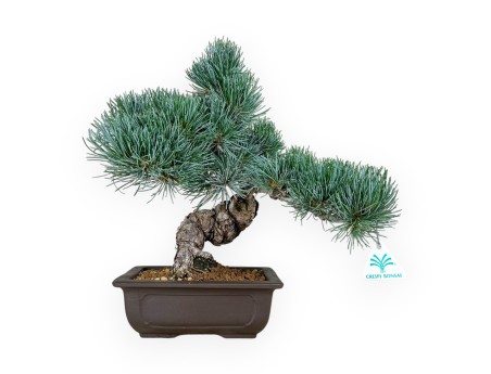 Pinus pentaphylla - Pino - 37 cm