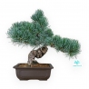 Pinus pentaphylla blue- Pino - 37 cm