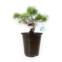Pinus pentaphylla - Pine - 30 cm