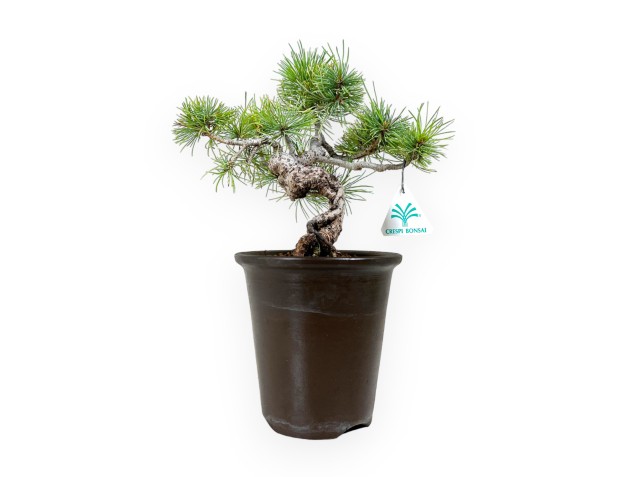Pinus pentaphylla - Pin - 30 cm 2