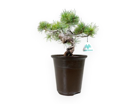 Pinus pentaphylla - Pin - 30 cm