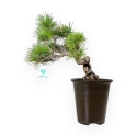 Pinus pentaphylla - Pine - 30 cm