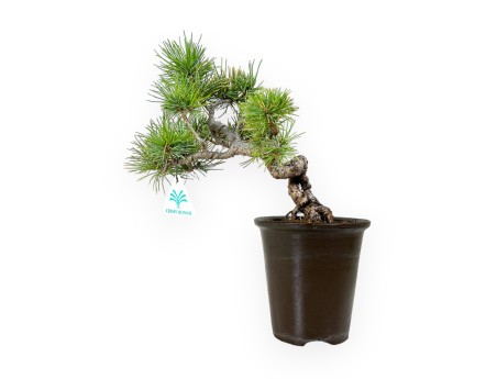 Pinus pentaphylla - Pin - 30 cm