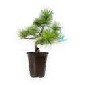 Pinus pentaphylla - Pino - 30 cm
