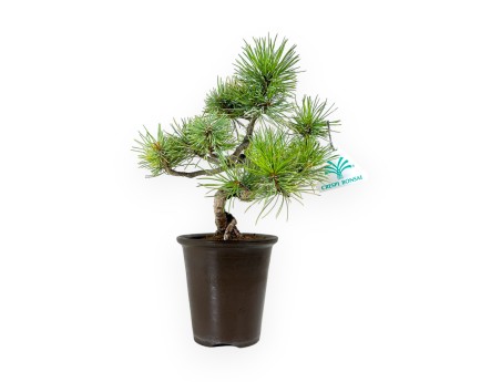 Pinus pentaphylla - Pine - 30 cm