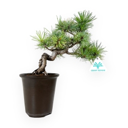 Pinus pentaphylla - Pin - 30 cm
