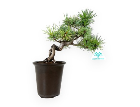 Pinus pentaphylla - Pin - 30 cm