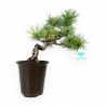 Pinus pentaphylla - Pino - 30 cm