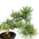 Pinus pentaphylla - Pino - 30 cm