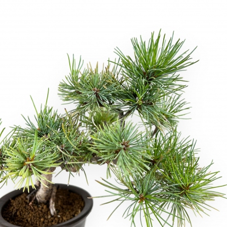 Pinus pentaphylla - Pine - 30 cm