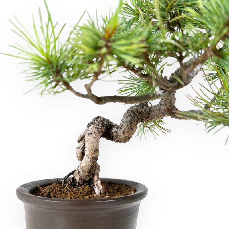 Pinus pentaphylla - Pino - 30 cm
