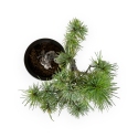 Pinus pentaphylla - Pino - 30 cm