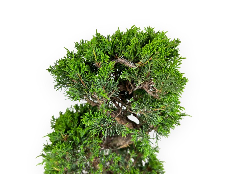 Juniperus chinensis Itogawa - Juniper - 60 cm