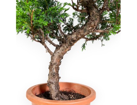 Juniperus chinensis - Ginepro - 60,5 cm