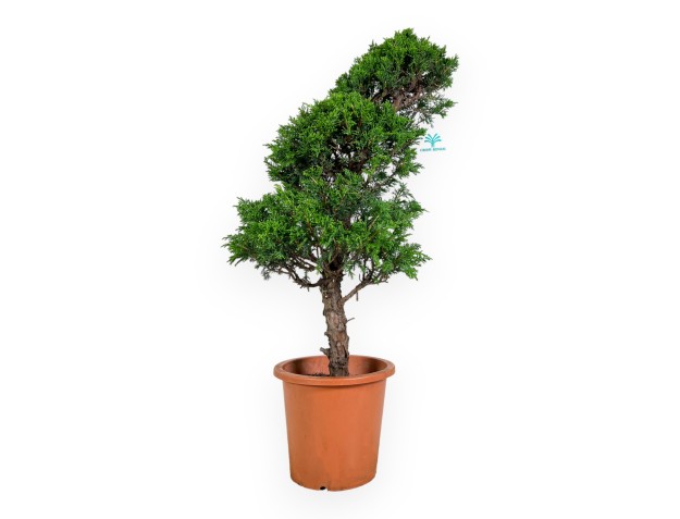 Juniperus chinensis Itogawa - Genévrier - 60 cm 2