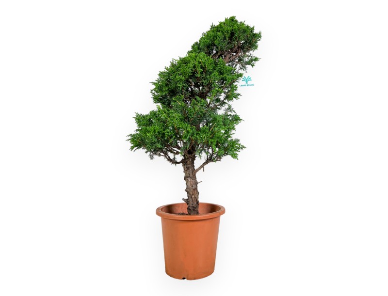 Juniperus chinensis Itogawa - Genévrier - 60 cm
