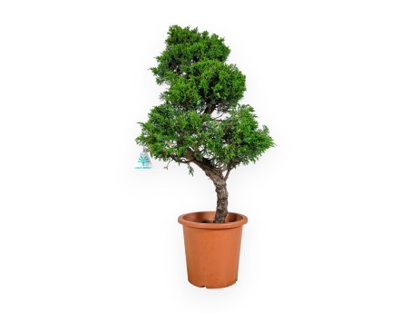 Juniperus chinensis Itogawa - Genévrier - 60 cm