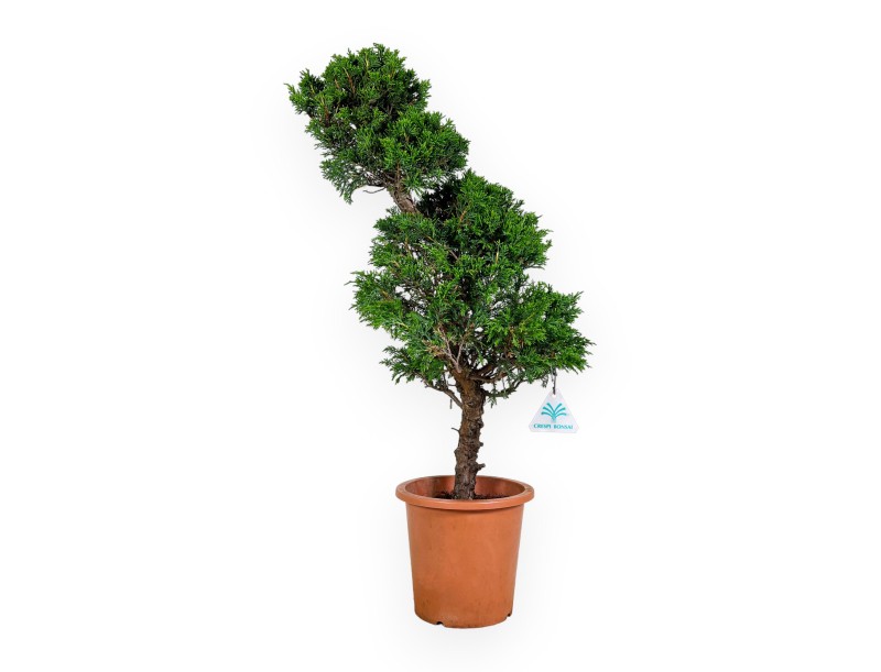 Juniperus chinensis Itogawa - Genévrier - 60 cm