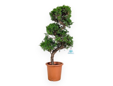 Juniperus chinensis - Ginepro - 60,5 cm