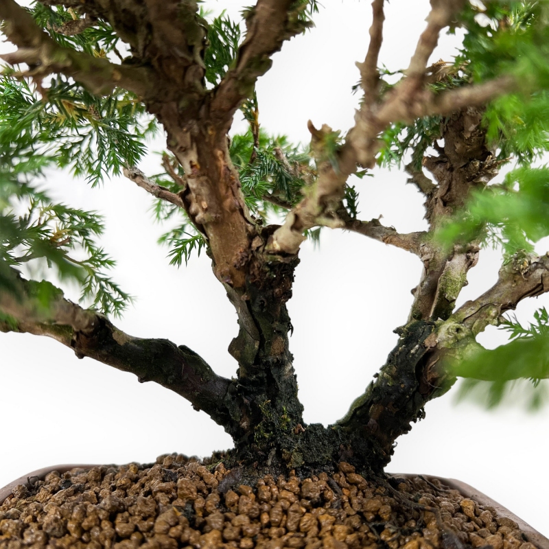 Juniperus chinensis - Genévrier - 25 cm