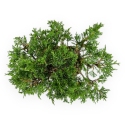 Juniperus chinensis - Ginepro - 26 cm