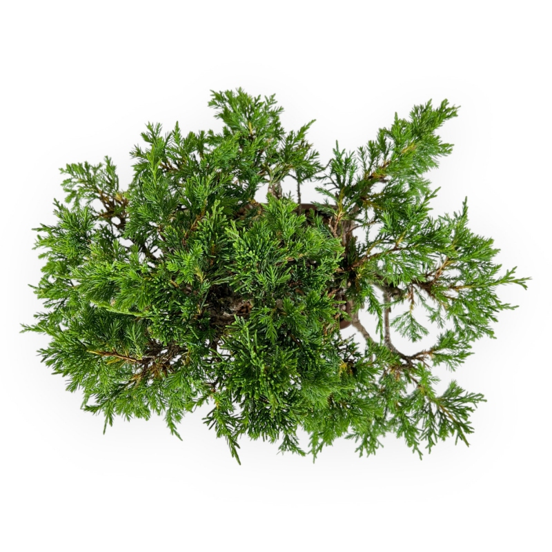 Juniperus chinensis - Ginepro - 26 cm