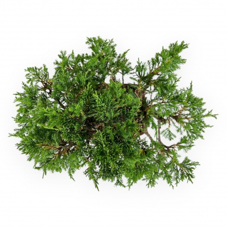 Juniperus chinensis - Genévrier - 25 cm