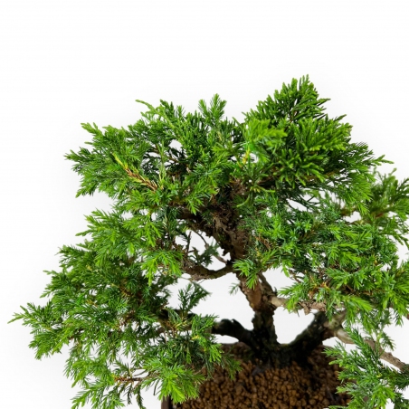 Juniperus chinensis - Ginepro - 26 cm
