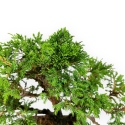 Juniperus chinensis - Ginepro - 26 cm