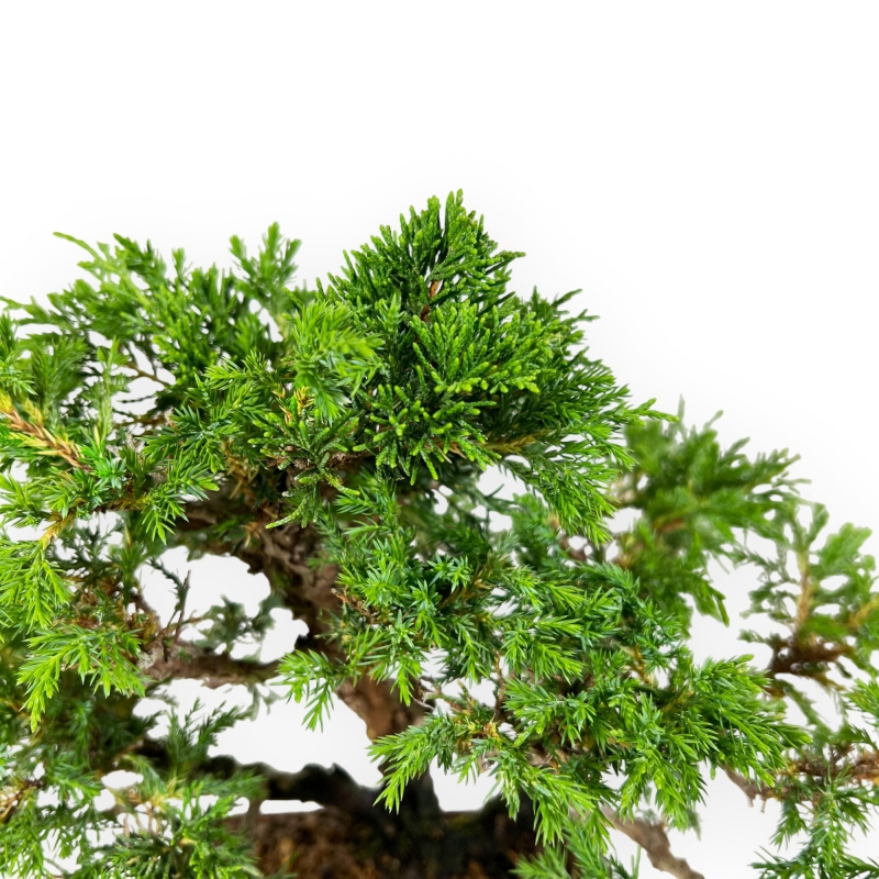 Juniperus chinensis - Ginepro - 26 cm
