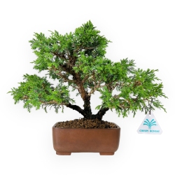 Juniperus chinensis - Ginepro - 26 cm