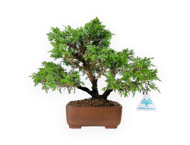 Juniperus chinensis - Ginepro - 26 cm