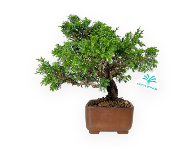 Juniperus chinensis - Ginepro - 26 cm 2