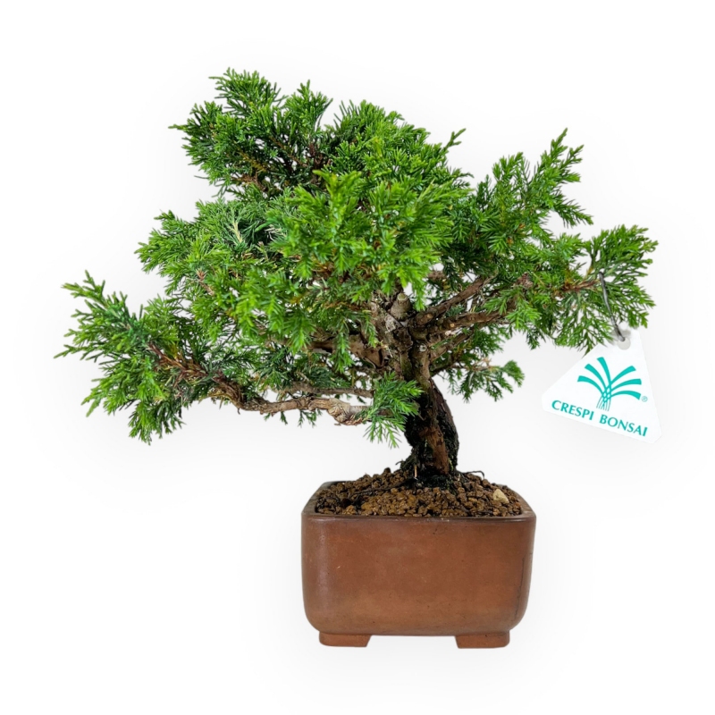 Juniperus chinensis - Ginepro - 26 cm