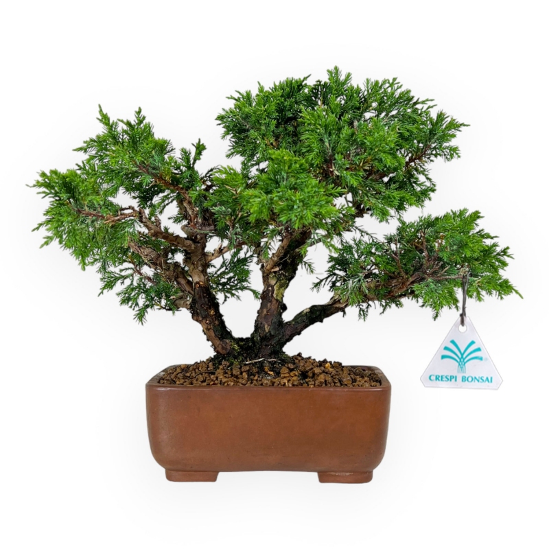 Juniperus chinensis - Ginepro - 26 cm