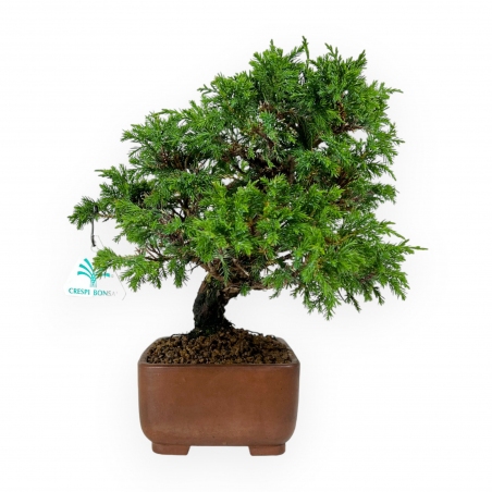 Juniperus chinensis - Ginepro - 26 cm