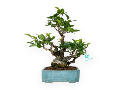 Ilex serrata - agrifoglio - 31 cm