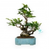 Ilex serrata - 31 cm