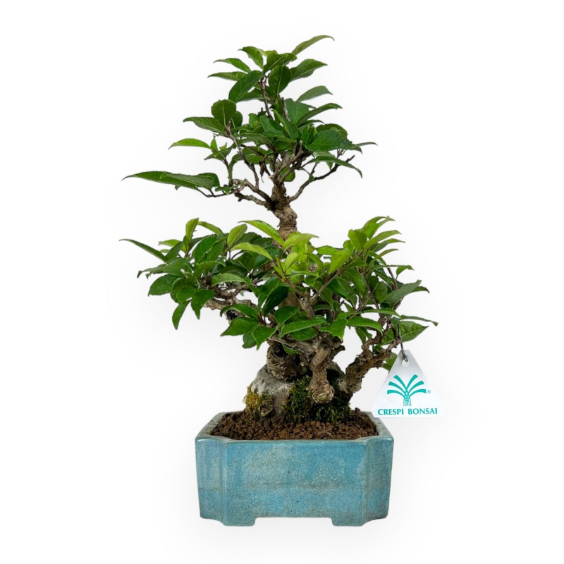 Ilex serrata - agrifoglio - 31 cm