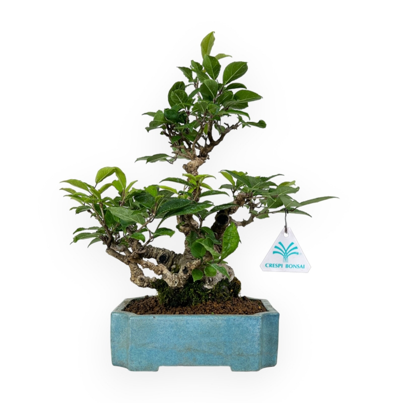 Ilex serrata - agrifoglio - 31 cm