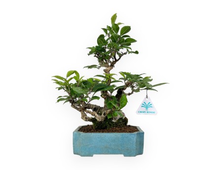 Ilex serrata - houx - 31 cm