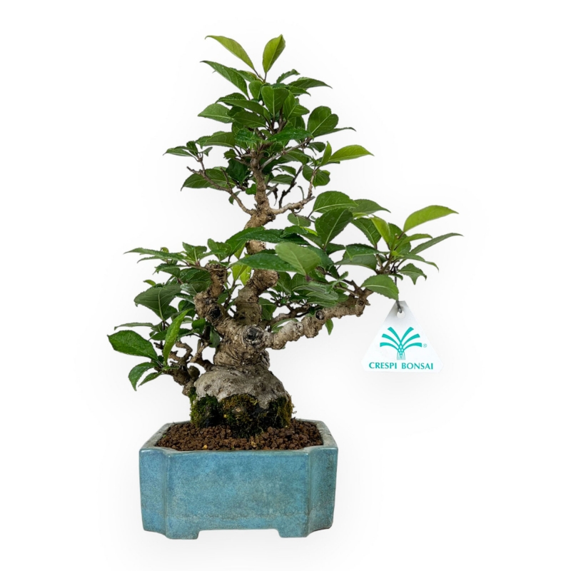 Ilex serrata - agrifoglio - 31 cm