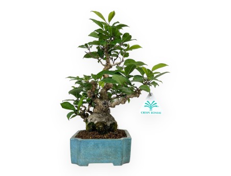 Ilex serrata - holly - 31 cm