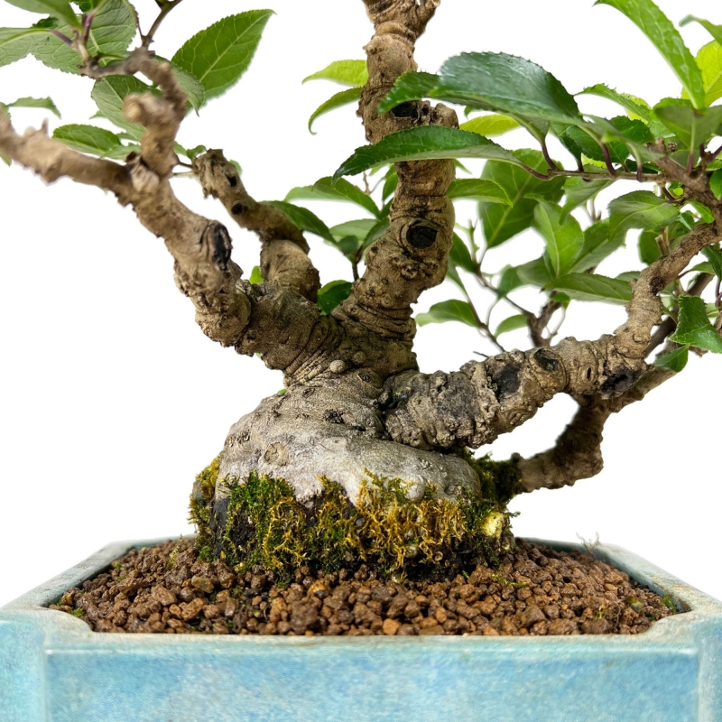 Ilex serrata - agrifoglio - 31 cm