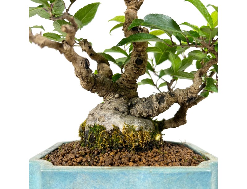 Ilex serrata - houx - 31 cm