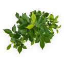 Ilex serrata - agrifoglio - 31 cm